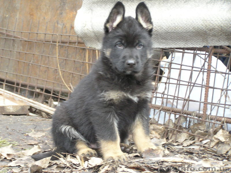  немецкая овчарка рабочего разведения - <ro>Изображение</ro><ru>Изображение</ru> #2, <ru>Объявление</ru> #1021179