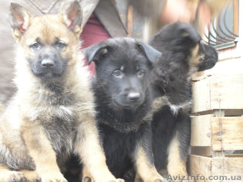  немецкая овчарка рабочего разведения - <ro>Изображение</ro><ru>Изображение</ru> #1, <ru>Объявление</ru> #1021179