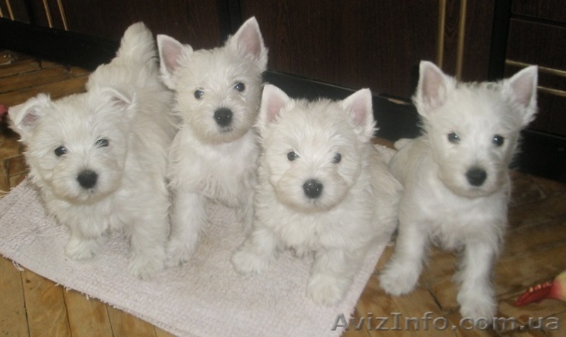 Продам самые обаятельные вестики-девочки,весь соцпакет. - <ro>Изображение</ro><ru>Изображение</ru> #2, <ru>Объявление</ru> #1025546