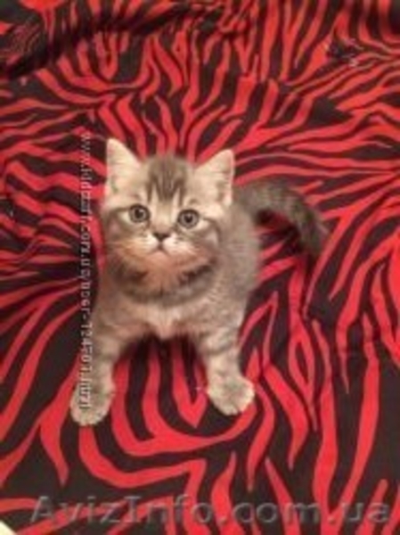 Шотландские котята фолд и страйт - <ro>Изображение</ro><ru>Изображение</ru> #4, <ru>Объявление</ru> #1044333