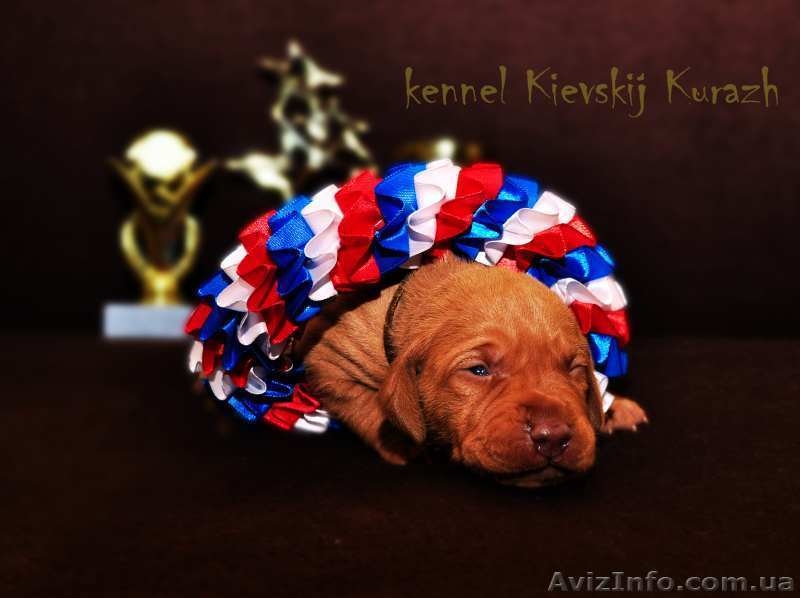 Красивые щенки выжлы – венгерской легавой - <ro>Изображение</ro><ru>Изображение</ru> #3, <ru>Объявление</ru> #1035974