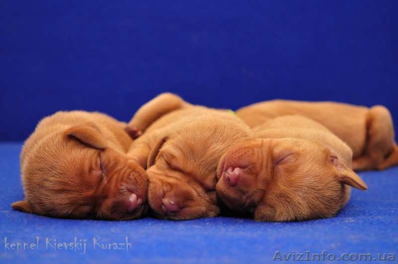 Красивые щенки выжлы – венгерской легавой - <ro>Изображение</ro><ru>Изображение</ru> #2, <ru>Объявление</ru> #1035974
