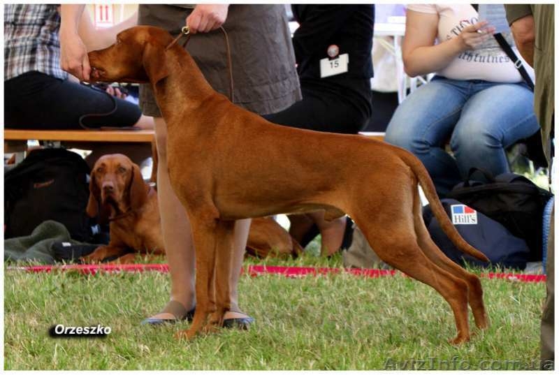 Красивые щенки выжлы – венгерской легавой - <ro>Изображение</ro><ru>Изображение</ru> #1, <ru>Объявление</ru> #1035974
