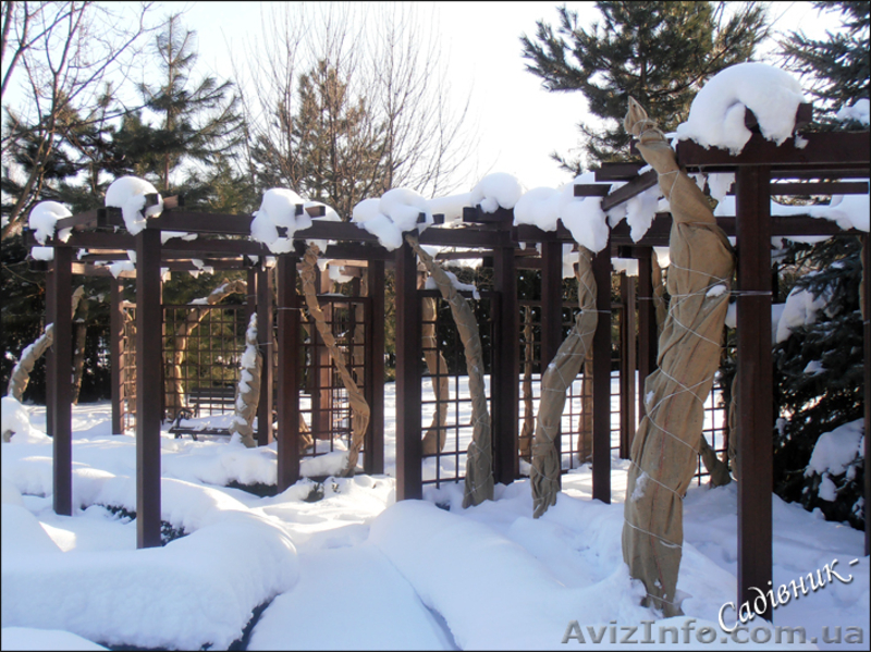 Подготовка сада к зиме - <ro>Изображение</ro><ru>Изображение</ru> #3, <ru>Объявление</ru> #419935