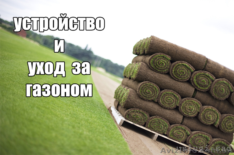 Устройство газона, рулонный газон. Уход за газоном - <ro>Изображение</ro><ru>Изображение</ru> #1, <ru>Объявление</ru> #1047680