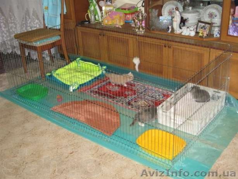 Вольер-манеж для содержания щенков или котят 100х100хh60 см - <ro>Изображение</ro><ru>Изображение</ru> #4, <ru>Объявление</ru> #1034809