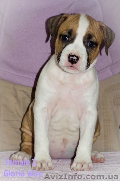 Чудо девочка Амстаф Терьера  - <ro>Изображение</ro><ru>Изображение</ru> #3, <ru>Объявление</ru> #1035843