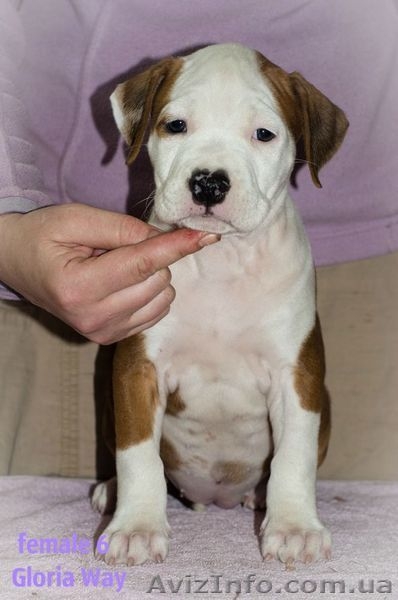 Эксклюзивные щенки Амер.Стафф. Терьера. - <ro>Изображение</ro><ru>Изображение</ru> #1, <ru>Объявление</ru> #346330