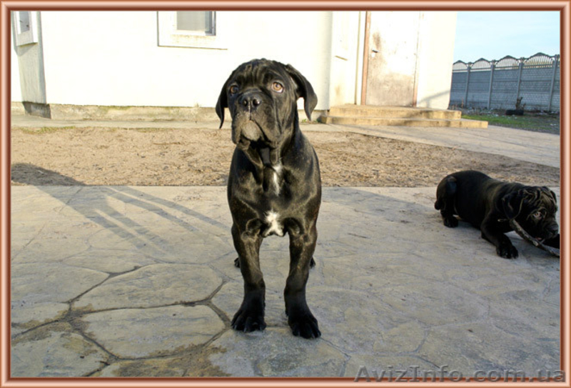 Кане Корсо щенки от итальянской пары Чемпионов - <ro>Изображение</ro><ru>Изображение</ru> #3, <ru>Объявление</ru> #1031476