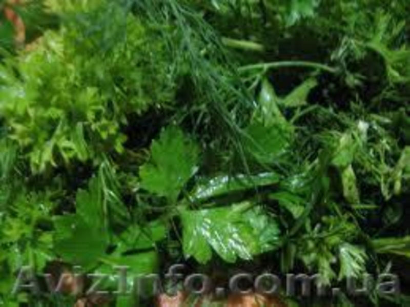 Продам зелень, салаты, овощи оптом - <ro>Изображение</ro><ru>Изображение</ru> #1, <ru>Объявление</ru> #1037550