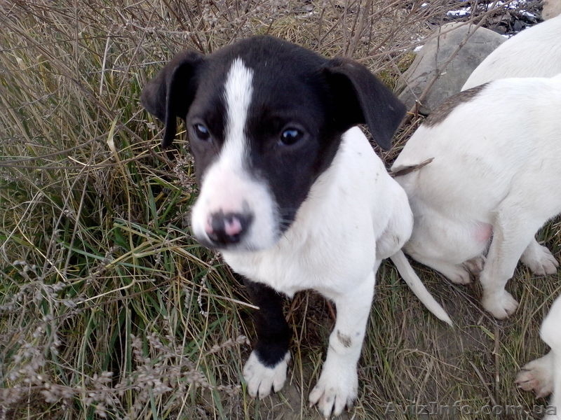 Щенки от мамы-стаффа  подарю - <ro>Изображение</ro><ru>Изображение</ru> #1, <ru>Объявление</ru> #1039347