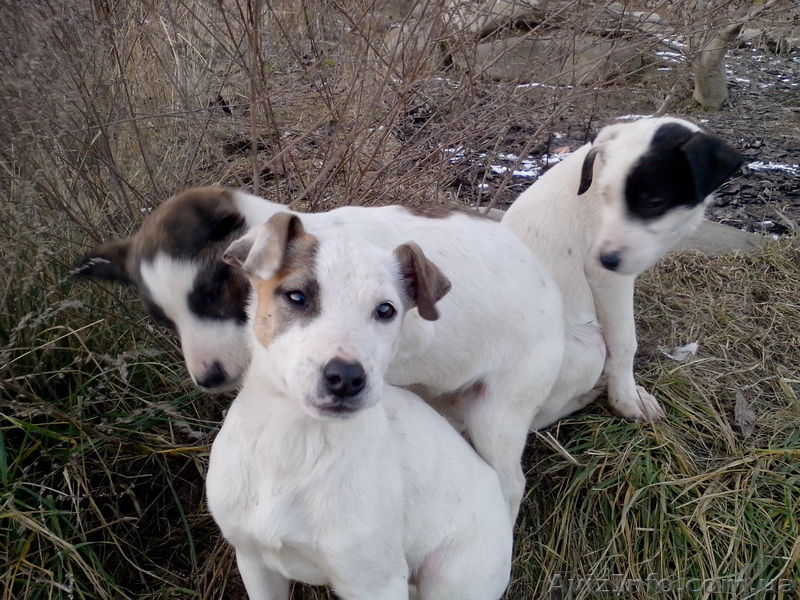 Щенки от мамы-стаффа  подарю - <ro>Изображение</ro><ru>Изображение</ru> #2, <ru>Объявление</ru> #1039347