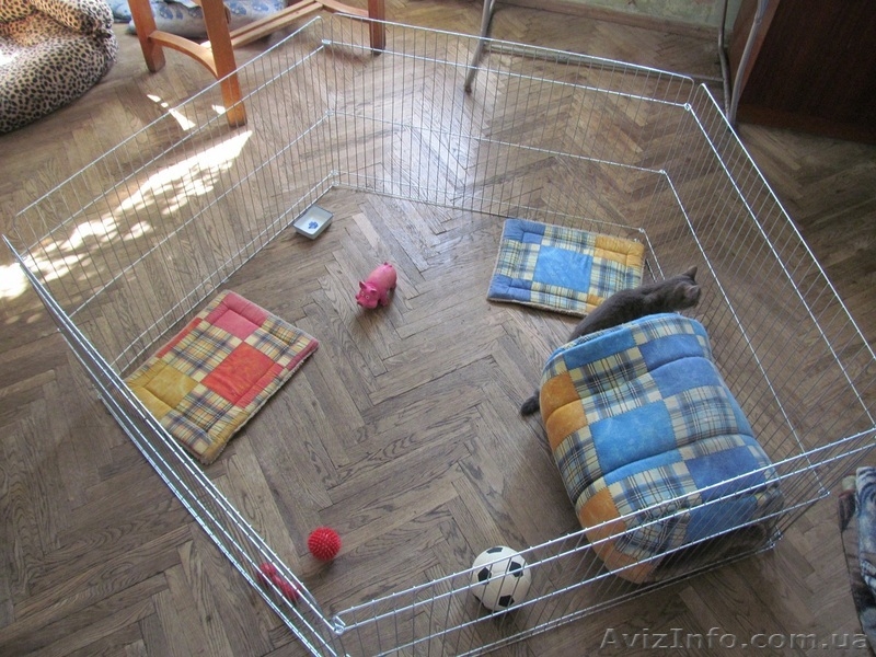 Вольер-манеж для содержания щенков или котят 100х100хh60 см - <ro>Изображение</ro><ru>Изображение</ru> #3, <ru>Объявление</ru> #1034809