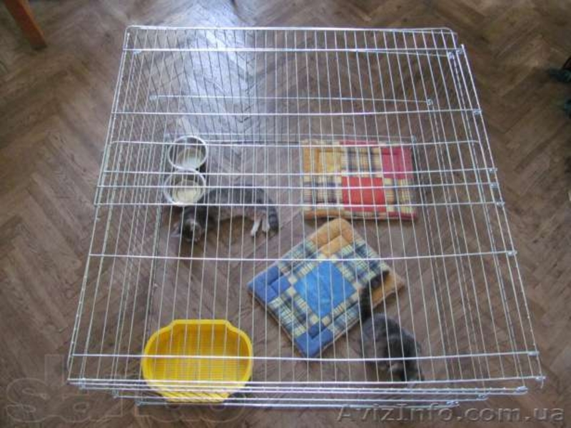 Вольер-манеж для содержания щенков или котят 100х100хh60 см - <ro>Изображение</ro><ru>Изображение</ru> #5, <ru>Объявление</ru> #1034809