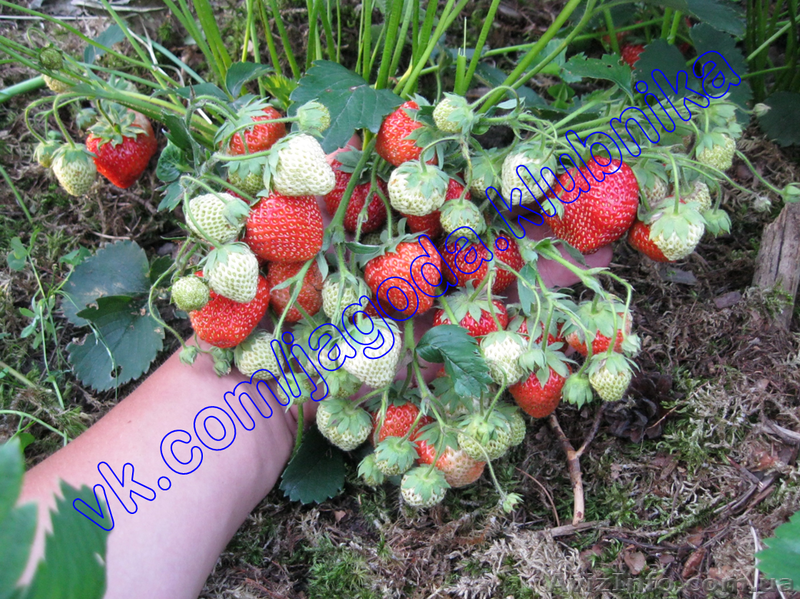 Саженцы (Рассада) Клубники Земляники (Полуниці) Большой вибор. - <ro>Изображение</ro><ru>Изображение</ru> #3, <ru>Объявление</ru> #823574