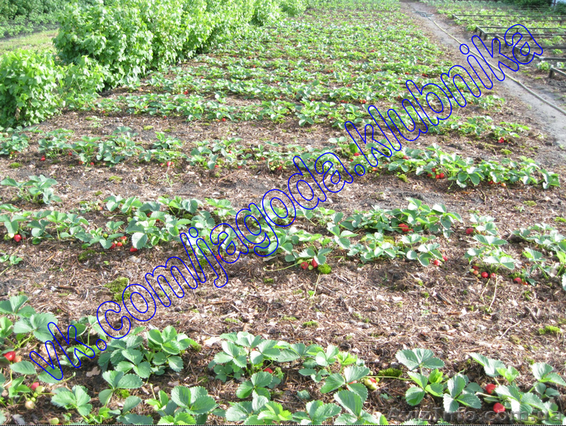 Саженцы (Рассада) Клубники Земляники (Полуниці) Большой вибор. - <ro>Изображение</ro><ru>Изображение</ru> #2, <ru>Объявление</ru> #823574