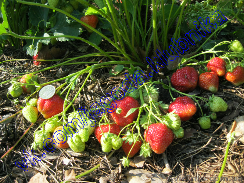 Саженцы (Рассада) Клубники Земляники (Полуниці) Большой вибор. - <ro>Изображение</ro><ru>Изображение</ru> #1, <ru>Объявление</ru> #823574