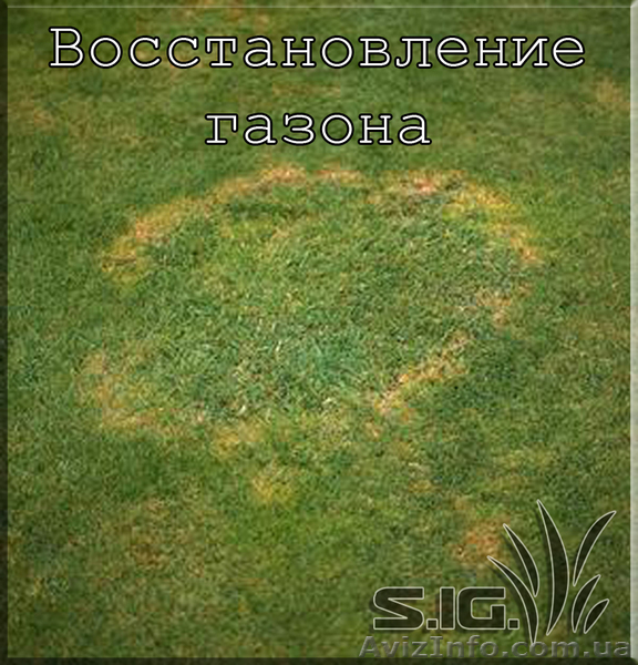 Восстановление газона - <ro>Изображение</ro><ru>Изображение</ru> #1, <ru>Объявление</ru> #1037459