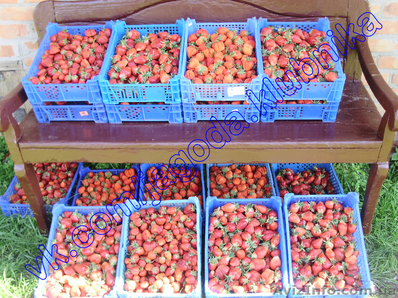 Саженцы (Рассада) Клубники Земляники (Полуниці) Большой вибор. - <ro>Изображение</ro><ru>Изображение</ru> #4, <ru>Объявление</ru> #823574