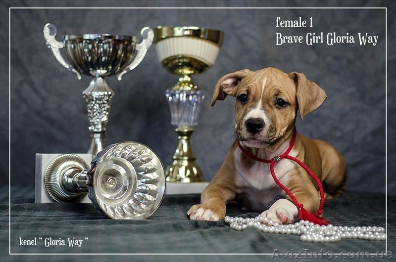 Стафики девочки Амстафф Терьер  - <ro>Изображение</ro><ru>Изображение</ru> #3, <ru>Объявление</ru> #1044550