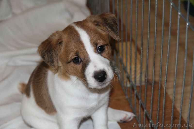 Джек рассел терьер – самые лучшие щенки - <ro>Изображение</ro><ru>Изображение</ru> #2, <ru>Объявление</ru> #1056607