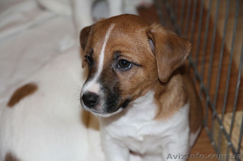 Джек рассел терьер – самые лучшие щенки - <ro>Изображение</ro><ru>Изображение</ru> #4, <ru>Объявление</ru> #1056607