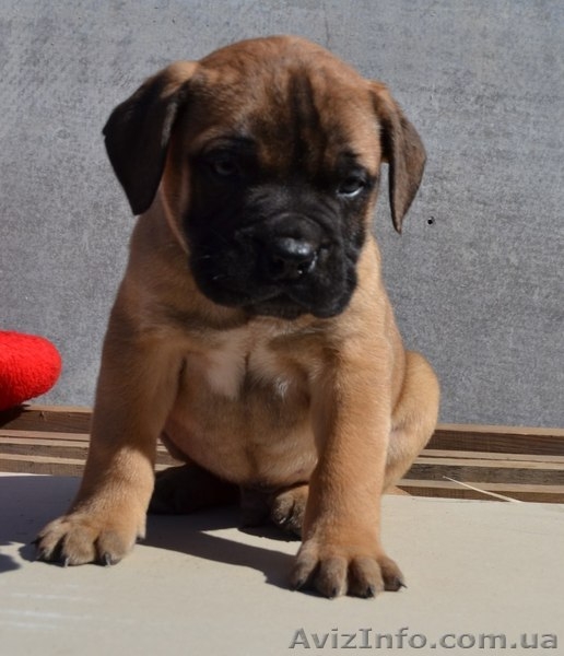 бульмастифы шоу класса - <ro>Изображение</ro><ru>Изображение</ru> #1, <ru>Объявление</ru> #1061614