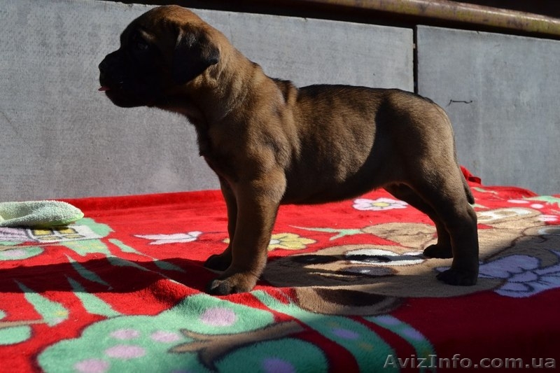 бульмастифы шоу класса - <ro>Изображение</ro><ru>Изображение</ru> #2, <ru>Объявление</ru> #1061614