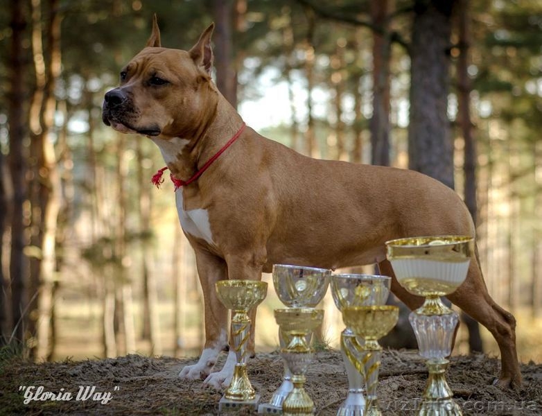 Веселые Щенки амстафф терьера  - <ro>Изображение</ro><ru>Изображение</ru> #4, <ru>Объявление</ru> #1054071