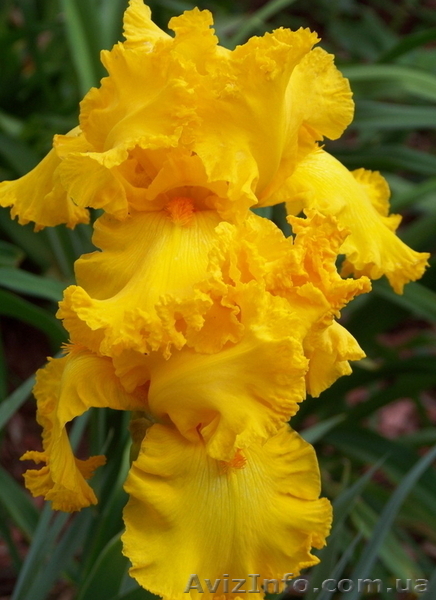 ирисы высокие бородатые - <ro>Изображение</ro><ru>Изображение</ru> #3, <ru>Объявление</ru> #1058031