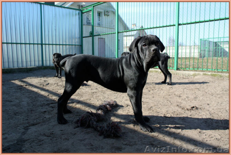 Кане Корсо. Помёт от итальянской пары Чем - <ro>Изображение</ro><ru>Изображение</ru> #3, <ru>Объявление</ru> #1064863