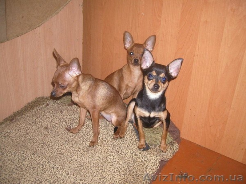 Щенки русского тоя - <ro>Изображение</ro><ru>Изображение</ru> #2, <ru>Объявление</ru> #1056153