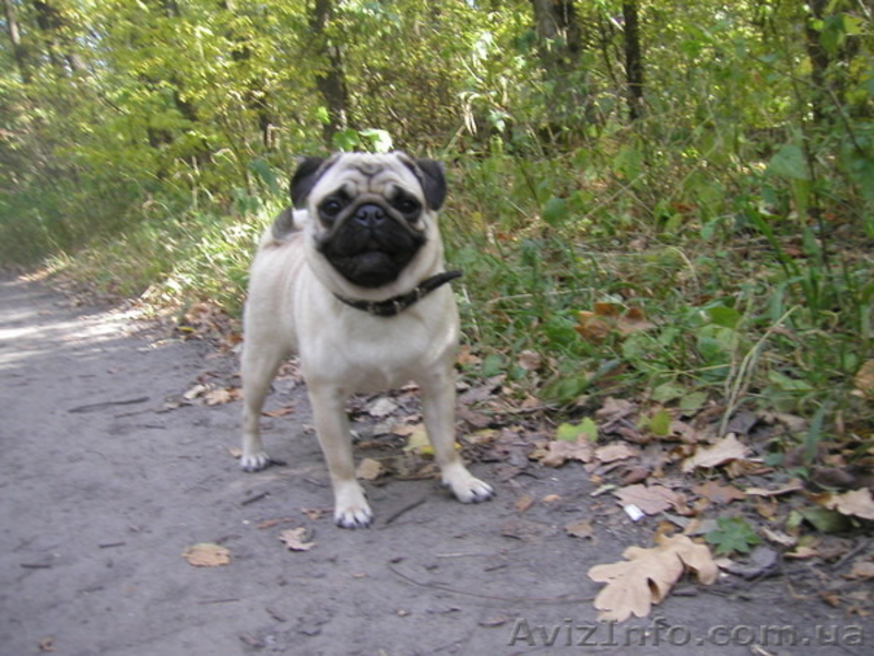 курносые мопсята - <ro>Изображение</ro><ru>Изображение</ru> #2, <ru>Объявление</ru> #1056155