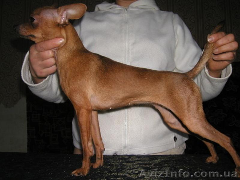 Щенки русского тоя - <ro>Изображение</ro><ru>Изображение</ru> #1, <ru>Объявление</ru> #1056153