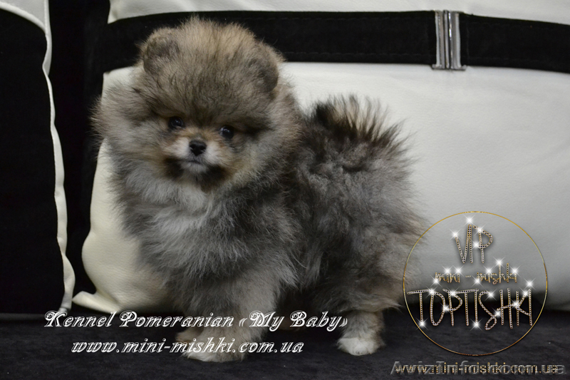 Эксклюзивные мини щеночки карликового померанского шпица VIP-SHOW-classa! - <ro>Изображение</ro><ru>Изображение</ru> #2, <ru>Объявление</ru> #1059689