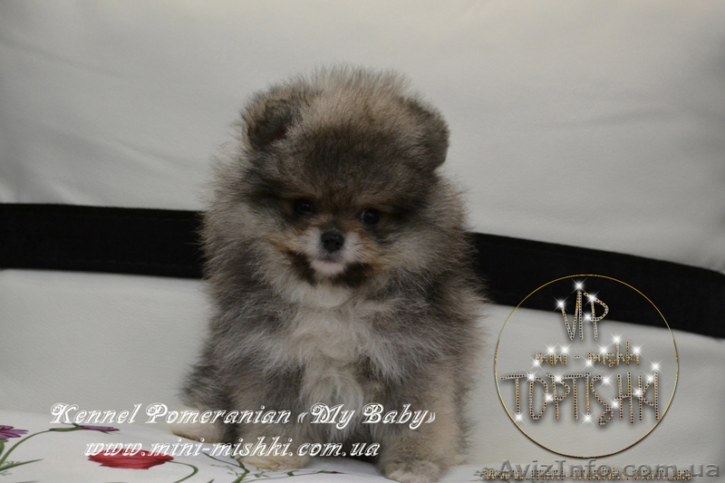 Эксклюзивные мини щеночки карликового померанского шпица VIP-SHOW-classa! - <ro>Изображение</ro><ru>Изображение</ru> #1, <ru>Объявление</ru> #1059689