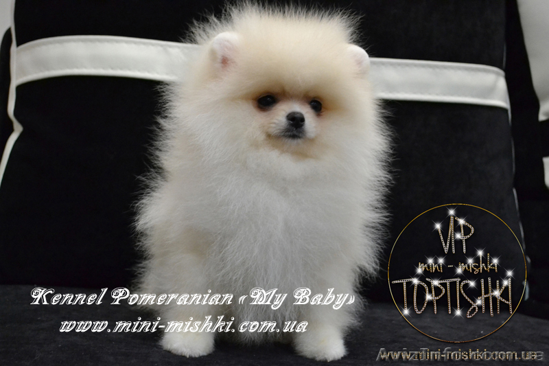 Эксклюзивные мини щеночки карликового померанского шпица VIP-SHOW-classa! - <ro>Изображение</ro><ru>Изображение</ru> #6, <ru>Объявление</ru> #1059689