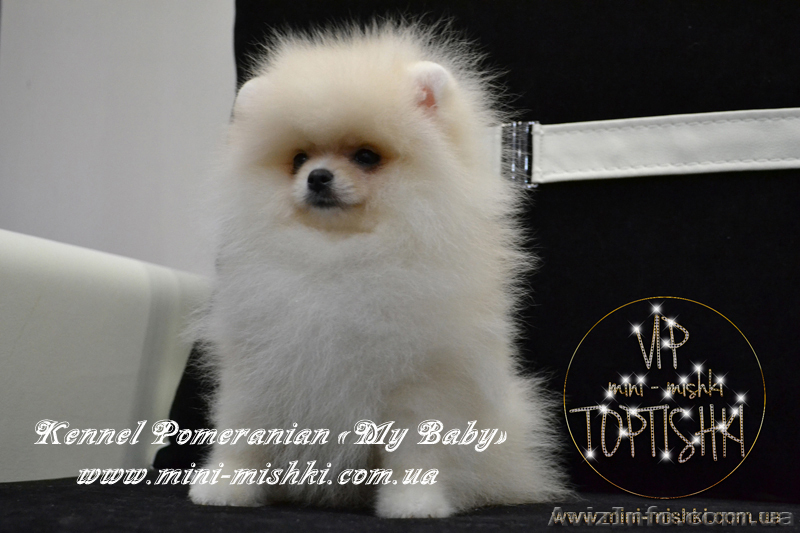 Эксклюзивные мини щеночки карликового померанского шпица VIP-SHOW-classa! - <ro>Изображение</ro><ru>Изображение</ru> #7, <ru>Объявление</ru> #1059689