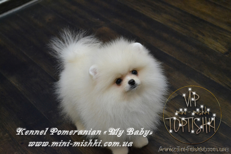 Эксклюзивные мини щеночки карликового померанского шпица VIP-SHOW-classa! - <ro>Изображение</ro><ru>Изображение</ru> #5, <ru>Объявление</ru> #1059689