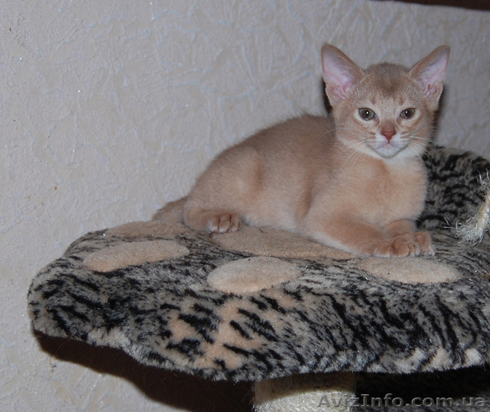 абиссинка окраса фавн - <ro>Изображение</ro><ru>Изображение</ru> #2, <ru>Объявление</ru> #1054365