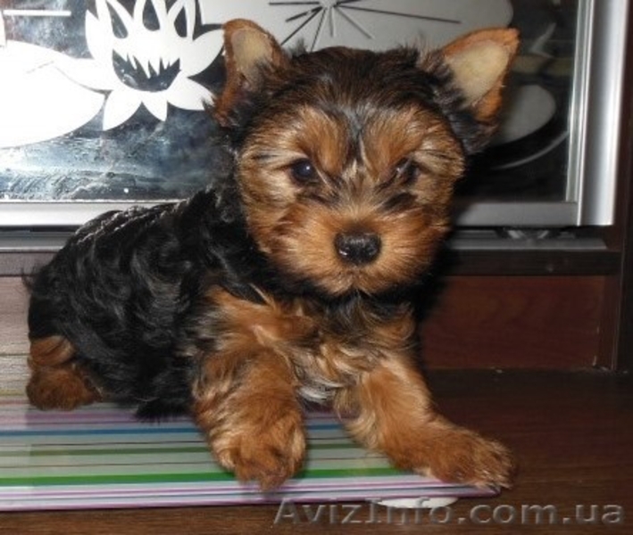Щенки йорка : девочки и мальчики - <ro>Изображение</ro><ru>Изображение</ru> #1, <ru>Объявление</ru> #1063767