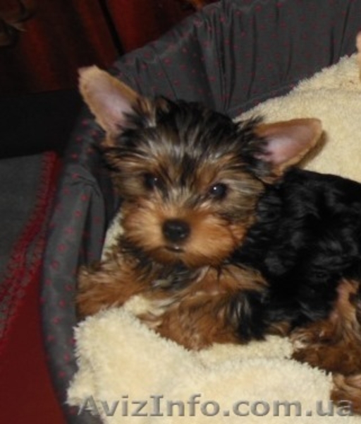 Щенки йорка : девочки и мальчики - <ro>Изображение</ro><ru>Изображение</ru> #3, <ru>Объявление</ru> #1063767