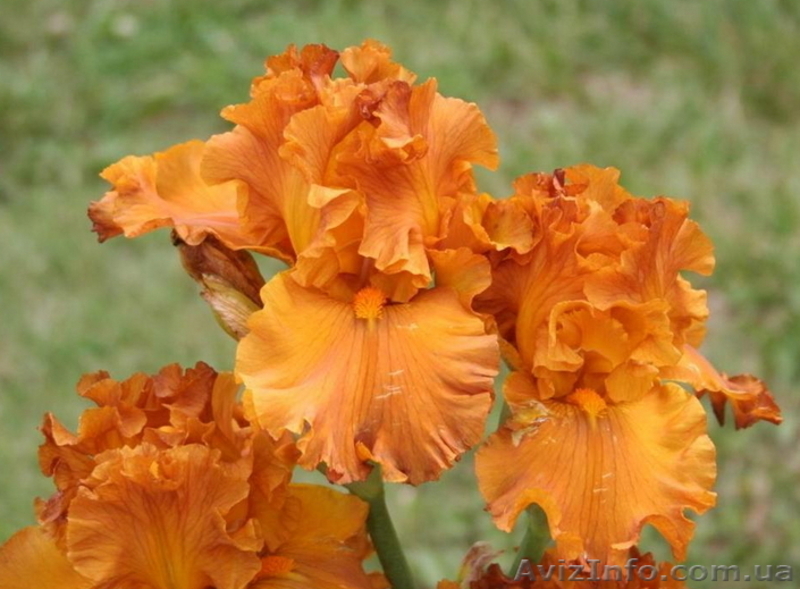 ирисы высокие бородатые - <ro>Изображение</ro><ru>Изображение</ru> #4, <ru>Объявление</ru> #1058031