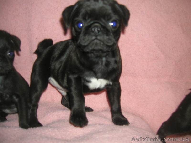 курносые мопсята - <ro>Изображение</ro><ru>Изображение</ru> #4, <ru>Объявление</ru> #1056155