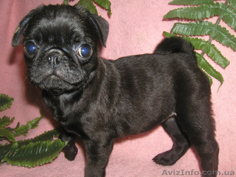 курносые мопсята - <ro>Изображение</ro><ru>Изображение</ru> #1, <ru>Объявление</ru> #1056155