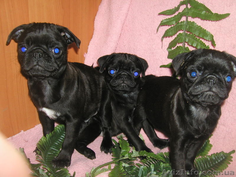 курносые мопсята - <ro>Изображение</ro><ru>Изображение</ru> #5, <ru>Объявление</ru> #1056155