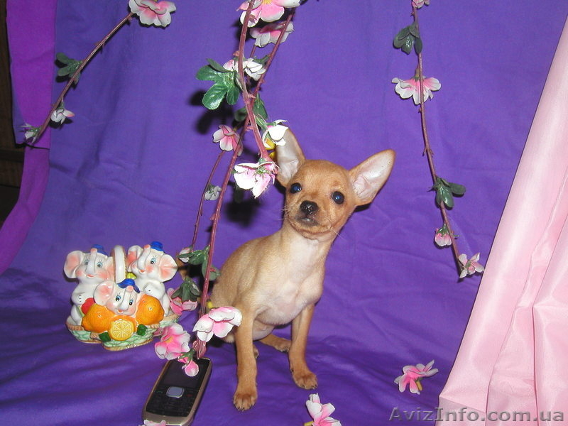 Щенки русского тоя - <ro>Изображение</ro><ru>Изображение</ru> #4, <ru>Объявление</ru> #1056153