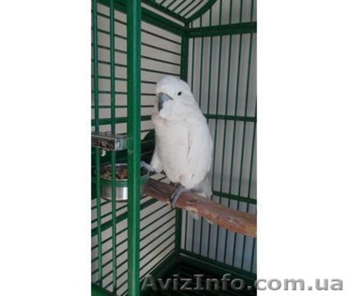 Фантастический попугай . Какаду . - <ro>Изображение</ro><ru>Изображение</ru> #2, <ru>Объявление</ru> #1055390