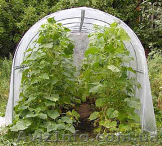 Парники ”Перчик” под плёнку 1,56х4,88х1,75 для дачи и огорода.   - <ro>Изображение</ro><ru>Изображение</ru> #2, <ru>Объявление</ru> #1054699