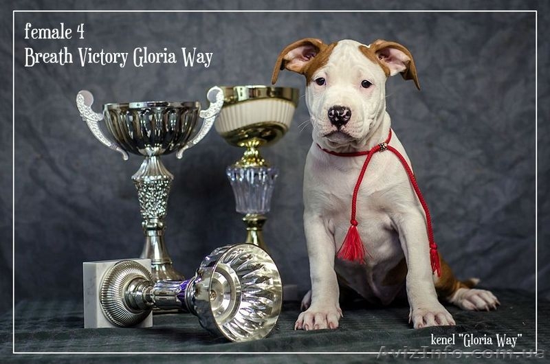 Веселые Щенки амстафф терьера  - <ro>Изображение</ro><ru>Изображение</ru> #1, <ru>Объявление</ru> #1054071